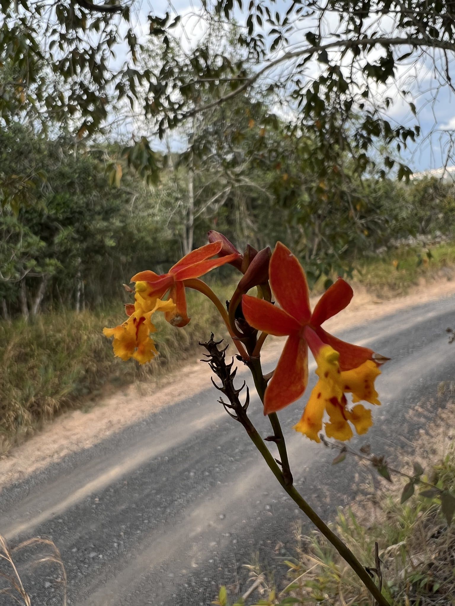 Epidendrum radicans